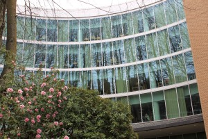 Rhododendrum in bloom outside library