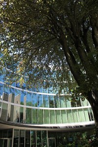 copper beech tree and library windows