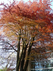 copper beech tree in front of Library