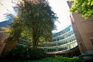 Copper Beech Tree in front of library