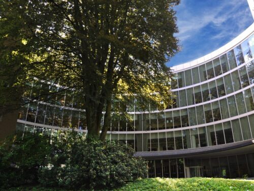 A tall beech tree growing in front of the curved windows of the Millar Library.