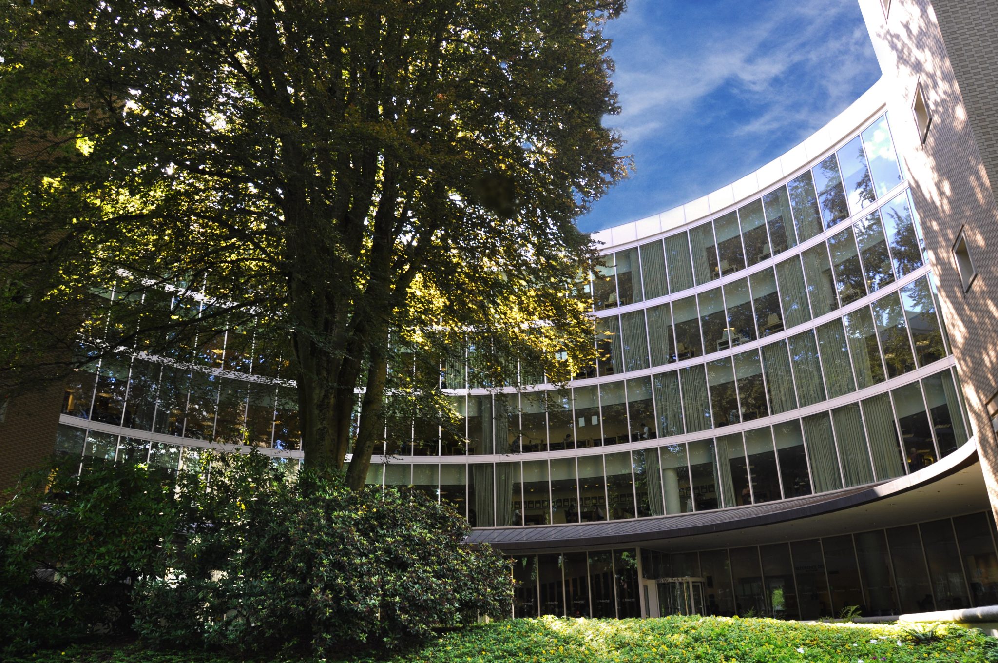 The Copper Beech Tree - Portland State University Library