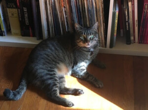 A grey tabby cat curled up in a sunbeam